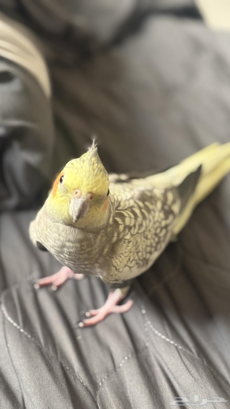 كروان للبيع64394234822658113