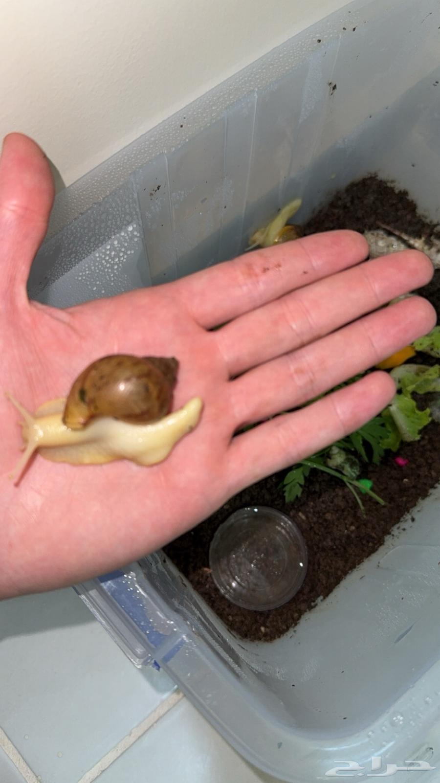 Snails with all their belongings for breeding64398019071490110