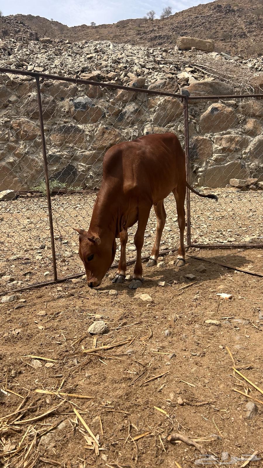 للبيع محايل عسير. امسر64394523786370110