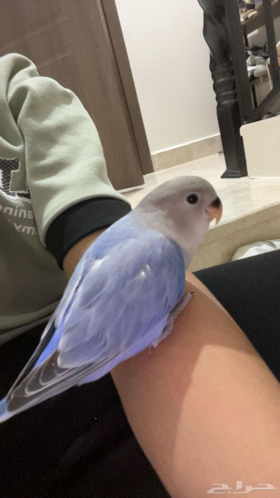 Internal and external threat bird rose end of the day64394317345795111