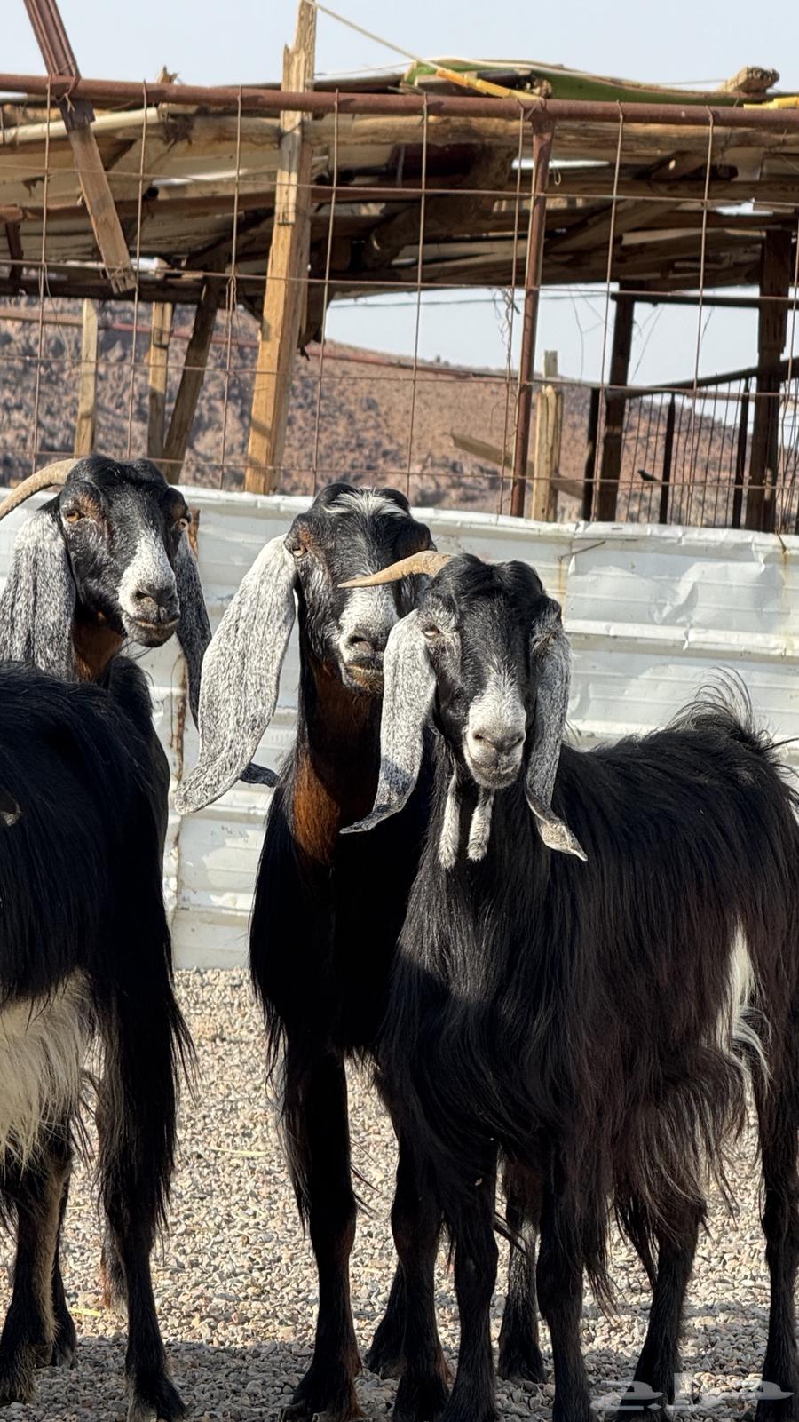 معزا عواض صنف64397214227971111