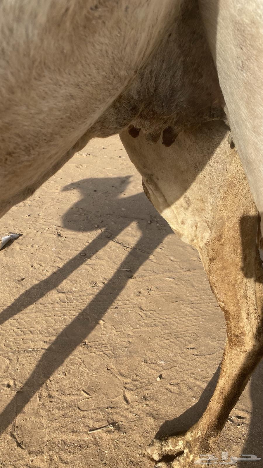 Al-Qa7a and Dhuhr nearby64400342129922111