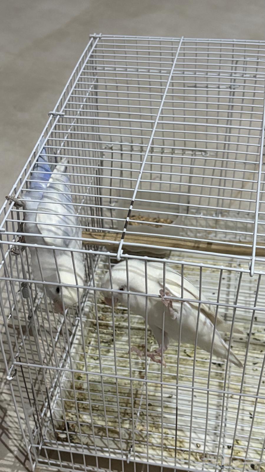 للبيع عصفور روز الواحد 20064392484318977110