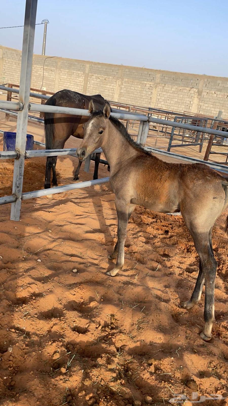 مهر واهو للبيع64395643495299110