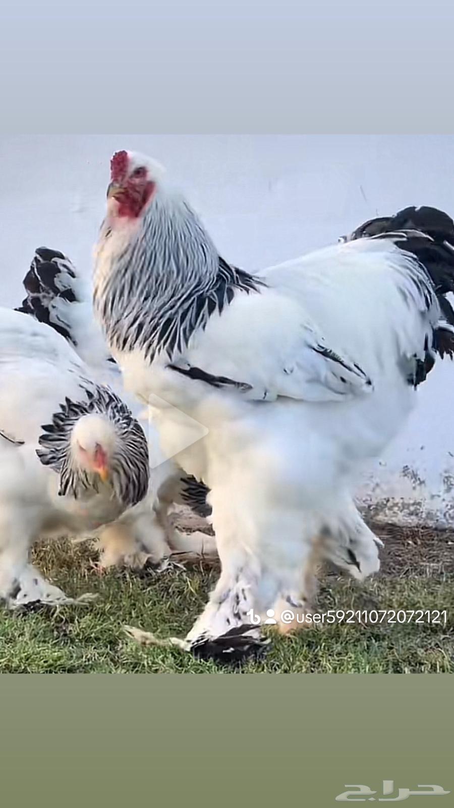 صوص دجاج برهما كولمبي سلالة كونك مستوي TOP64400521459585113