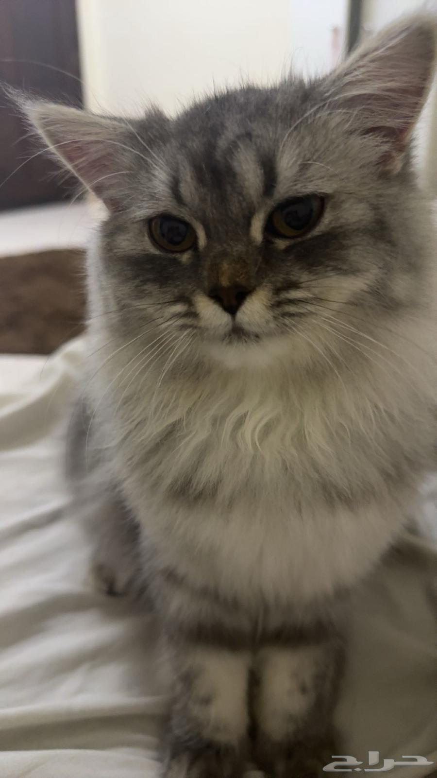 قطه للبيع64393721589249110