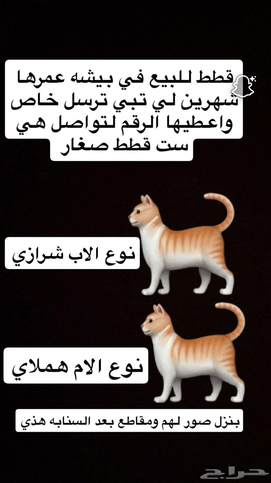 قطط أعمار شهرين 7 قطط صغار للبيع64400702514434110