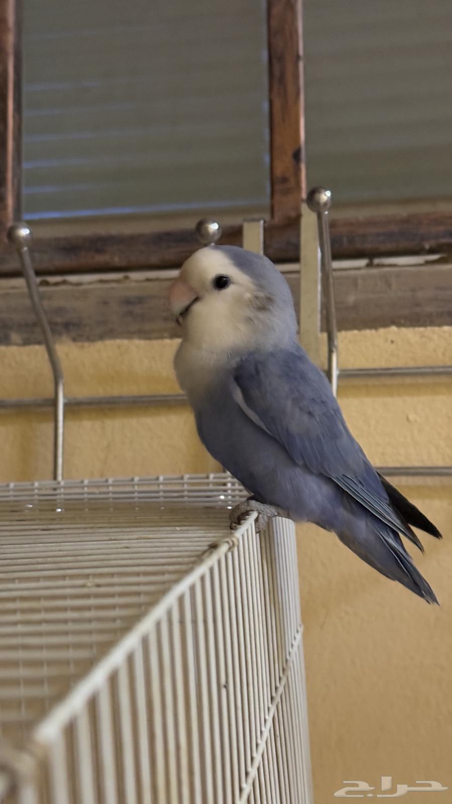 روز ذكر للبيع العمر تقريبا 3 سنوات64393005269506110