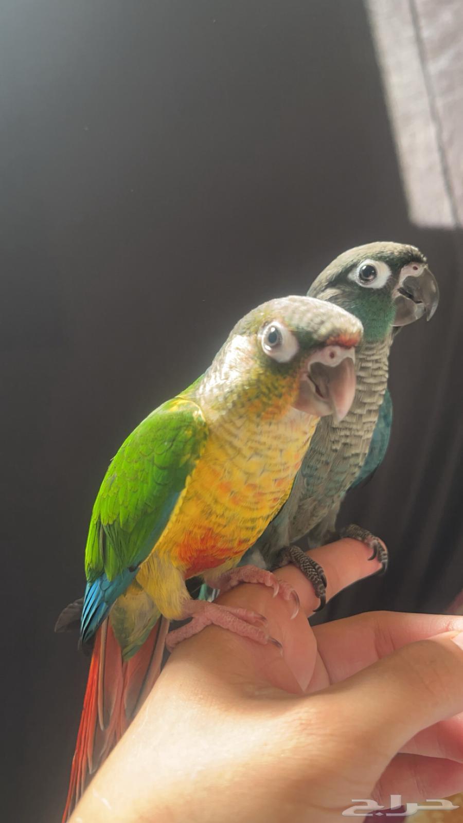 للبيع كنيور64399271985026111