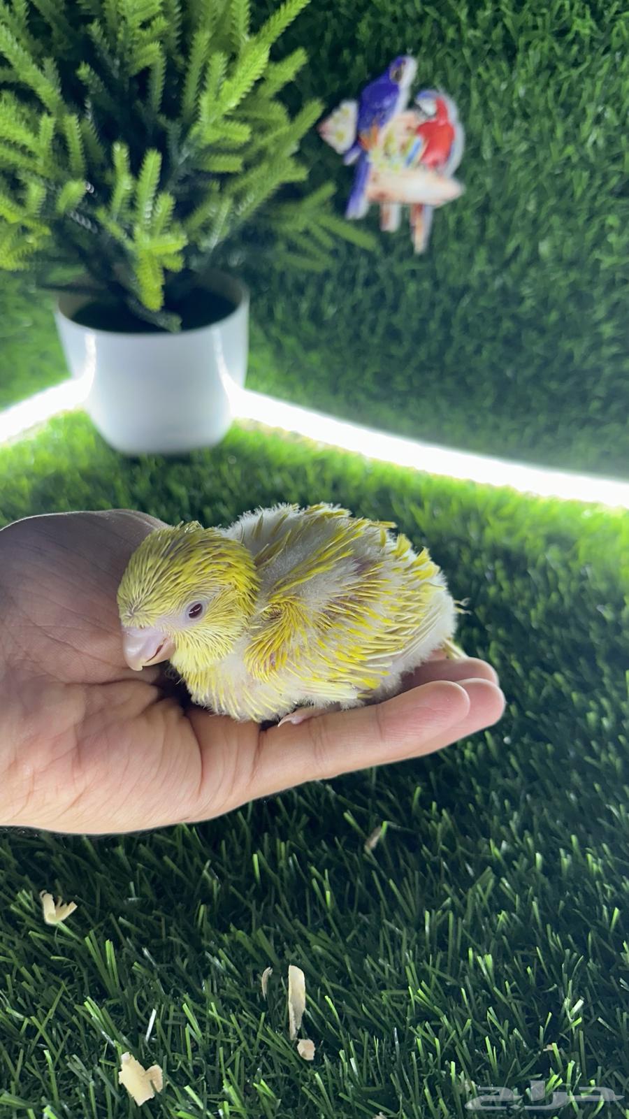 فروخ كويكر لاتينو64395268981377113