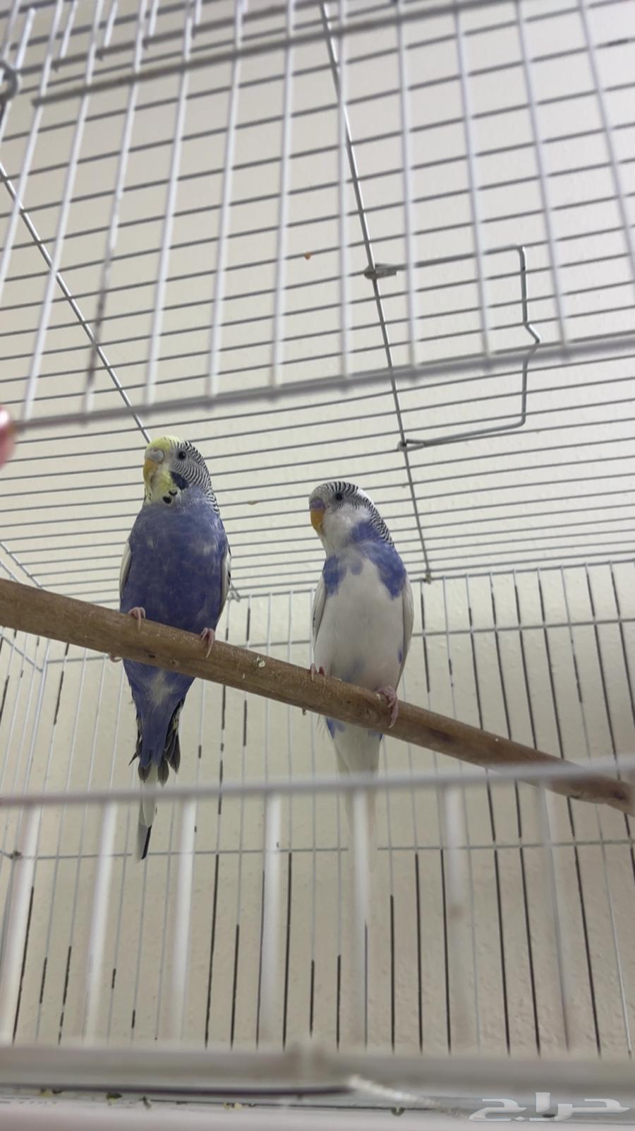 طيور حب باقل الاسعار64400259040769110