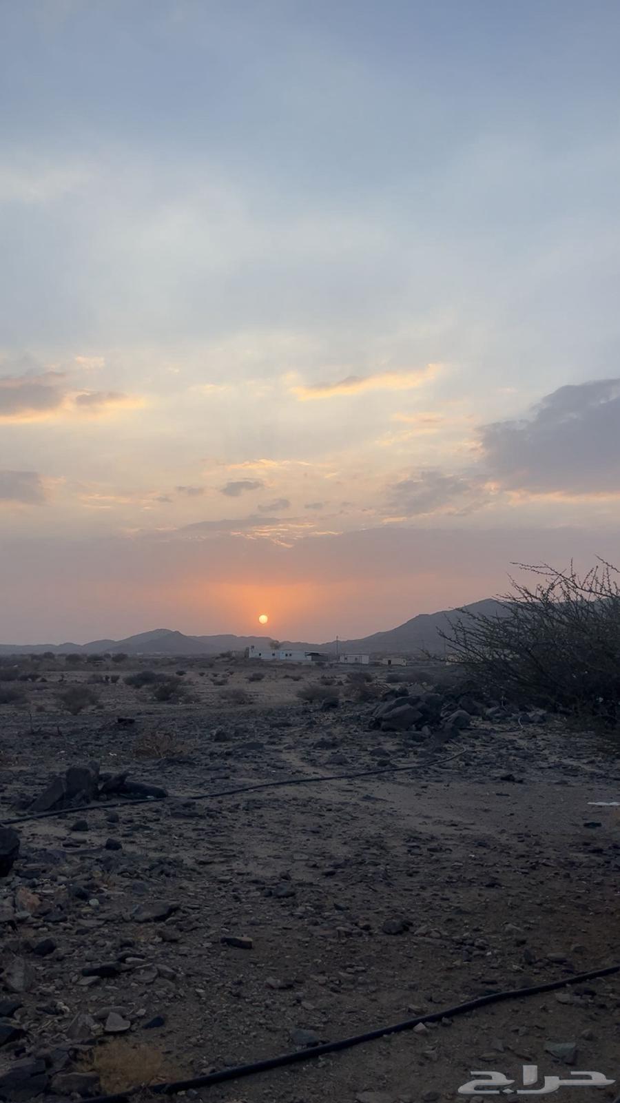 حصان شعبي64399091745411110