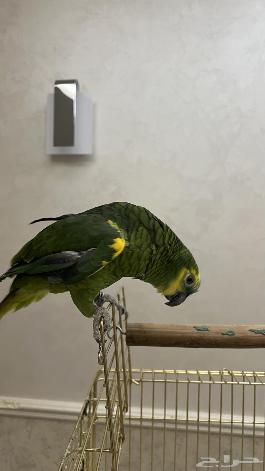 ببغاء امازوني بلو فرينتد64398686946561112