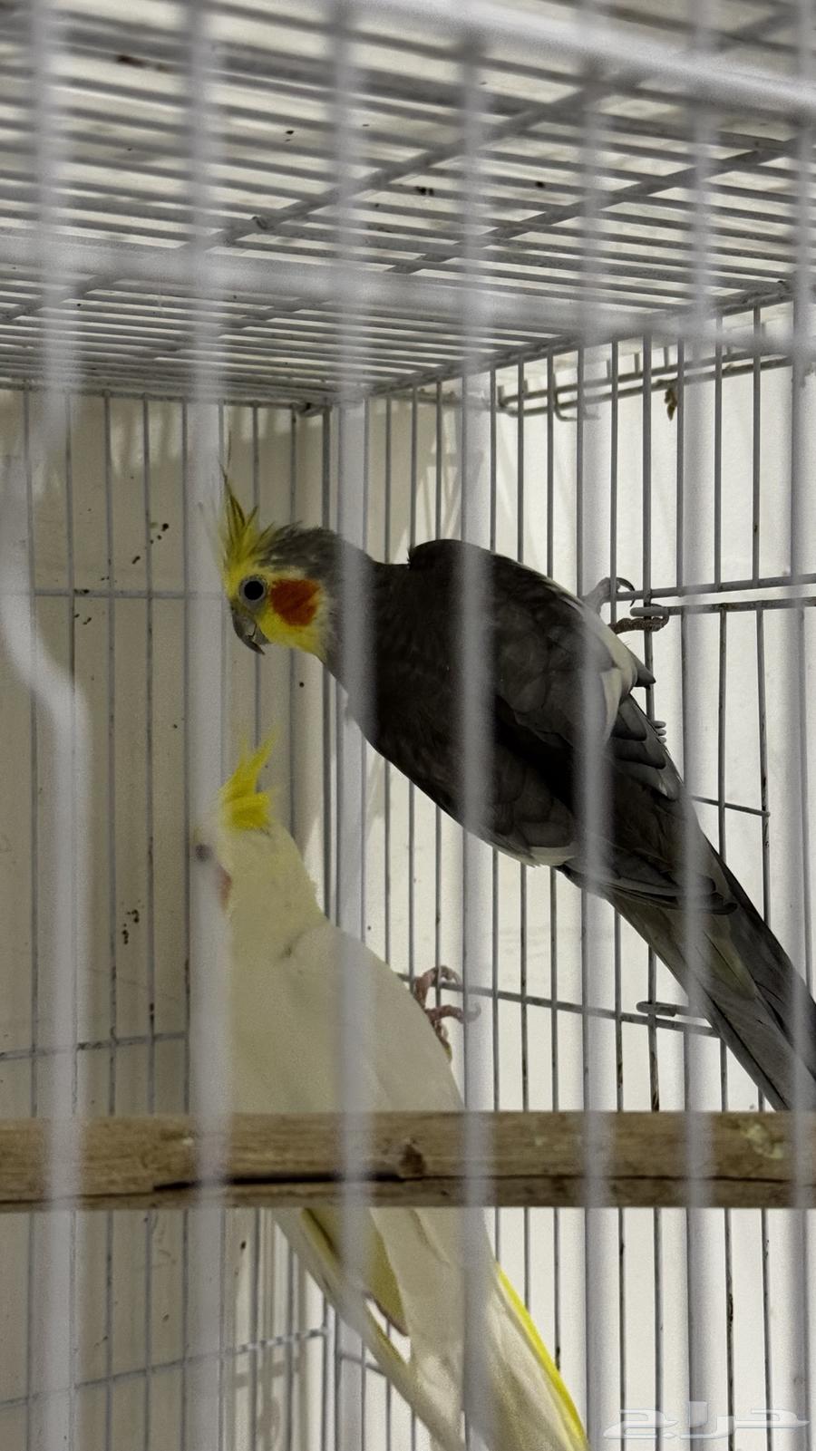 جوزين كروان منتجين شرط64400661012483114