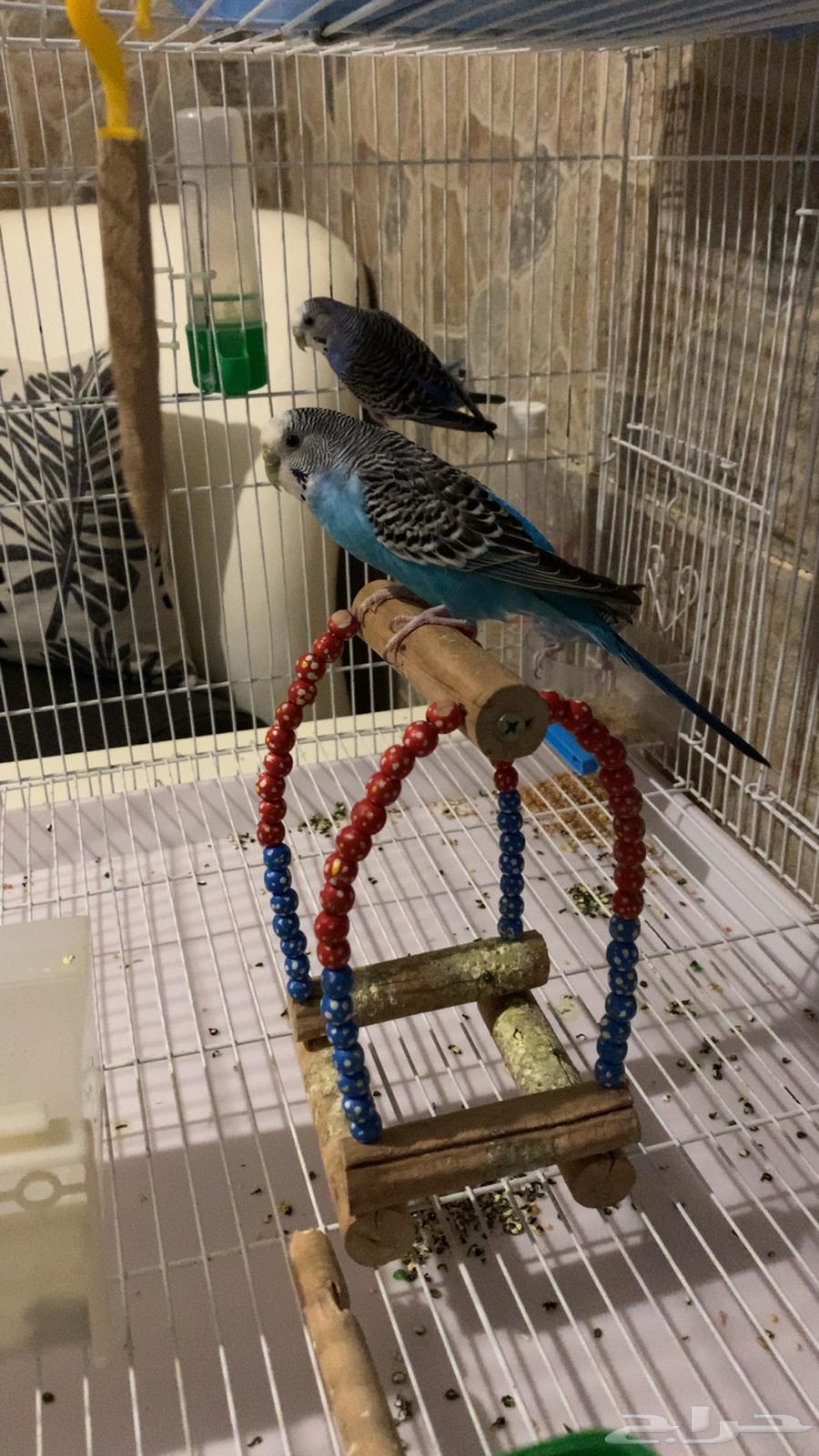 طيور بادجي64393735622531111