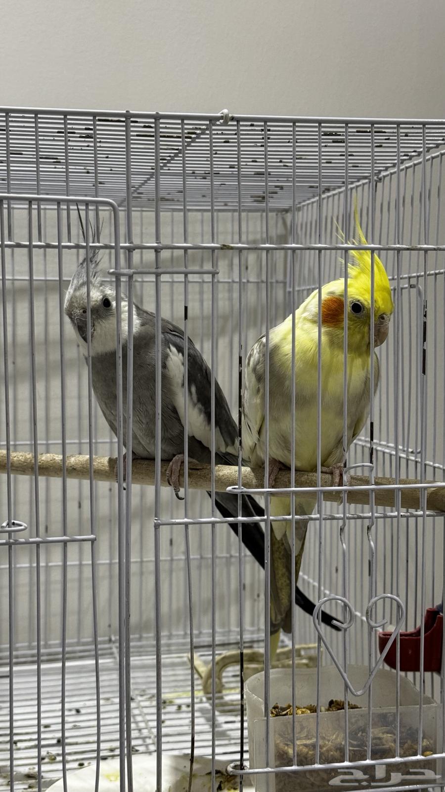 جوزين كروان منتجين شرط64400661012483111