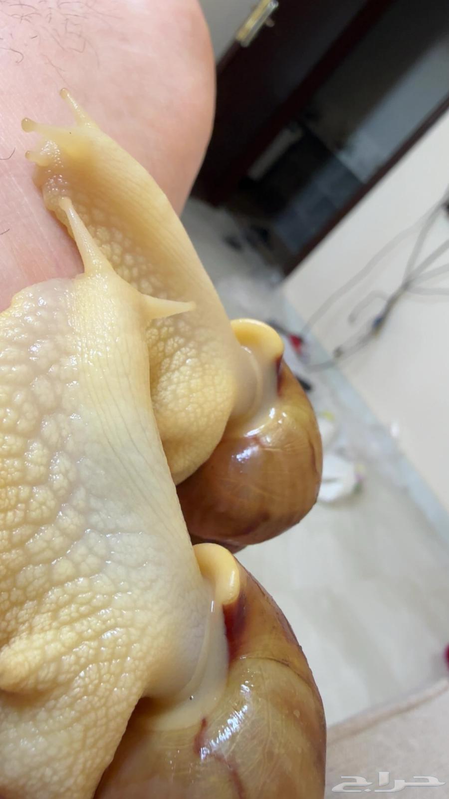 Snails with all their belongings for breeding64398019071490113