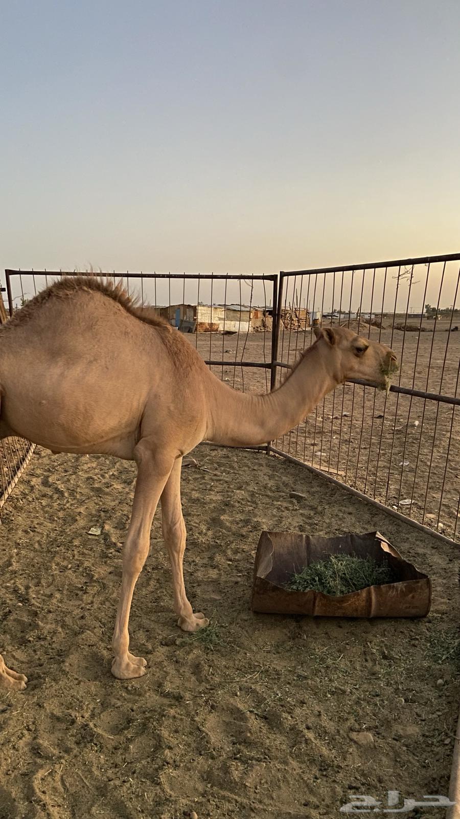 قعود للبيع64396421499011111