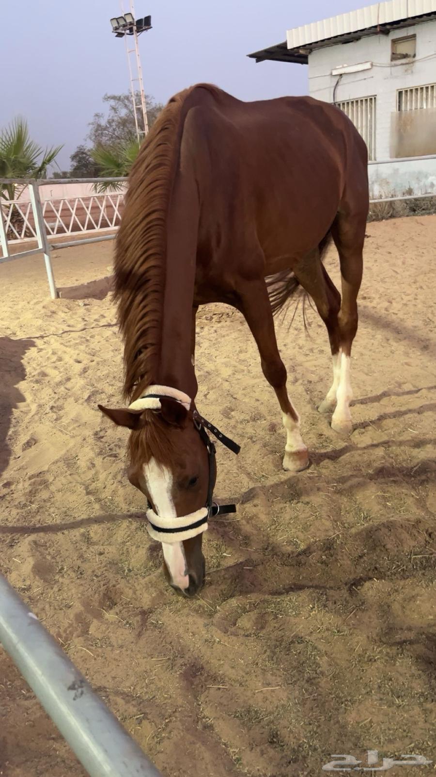 حصان للبيع64393887464835111