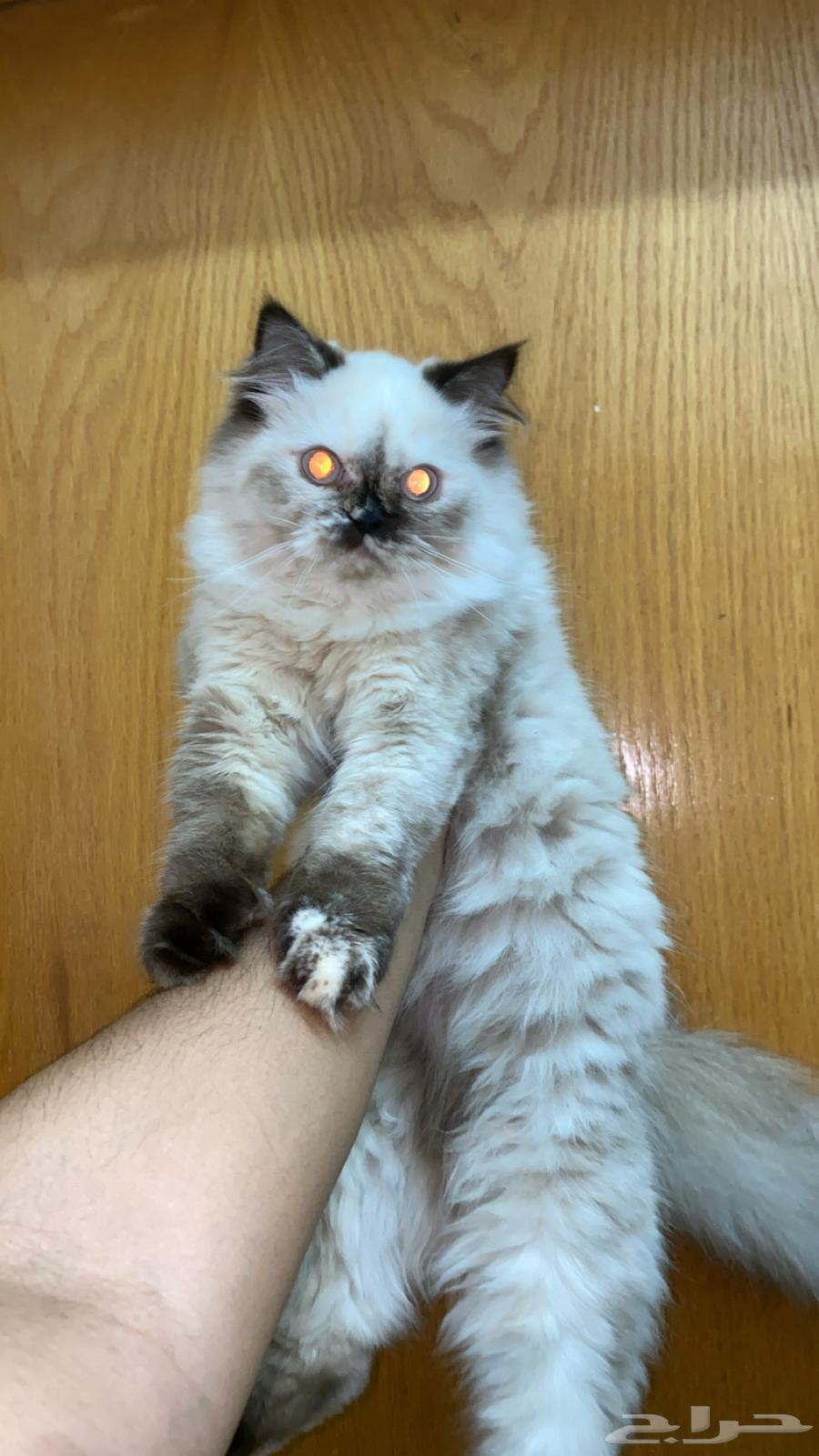 للبيع برتش شورت شوكلت ذكر   شيرازيه انثى64395615349251110