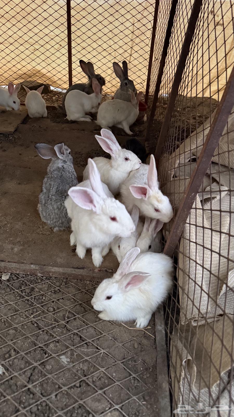 ارانب64398214919938113