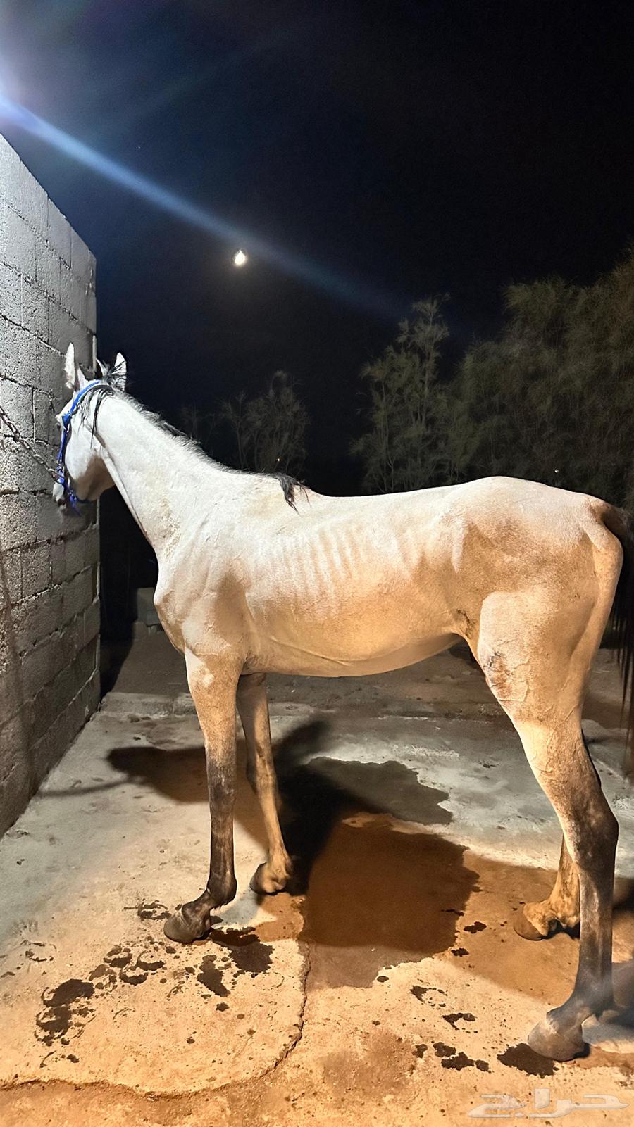 حصان للبيع64398172644610112