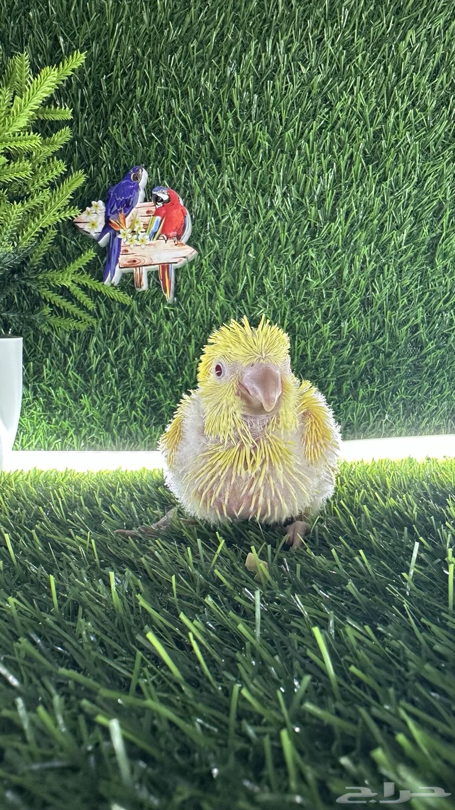 فروخ كويكر لاتينو64395268981377110