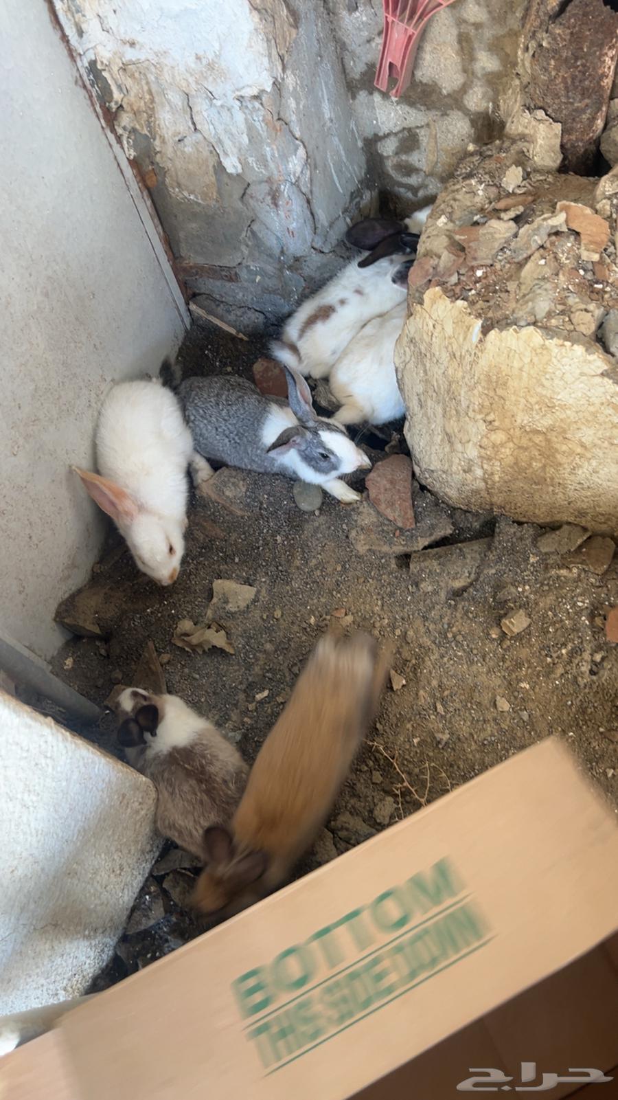 ارانب64396713854723111