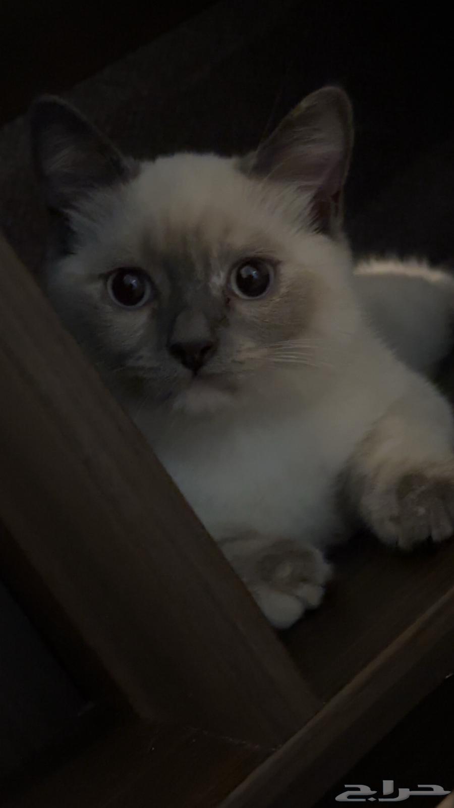 قطه هملايا من ام سكوتش للبيع64397547505025110