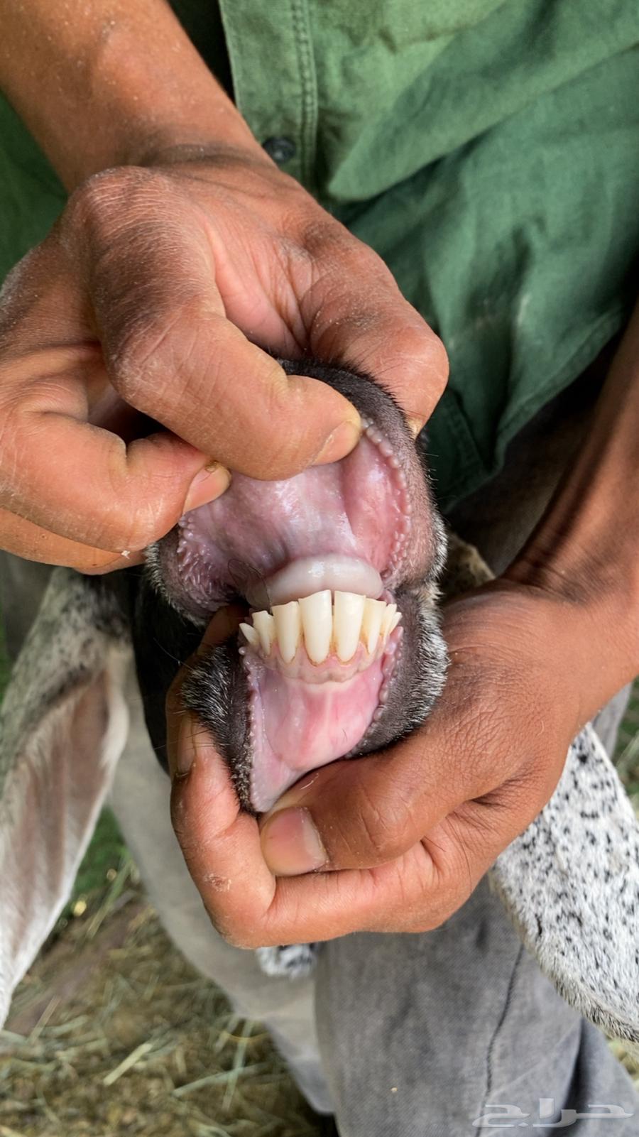 معزا للبيع64399147736833112