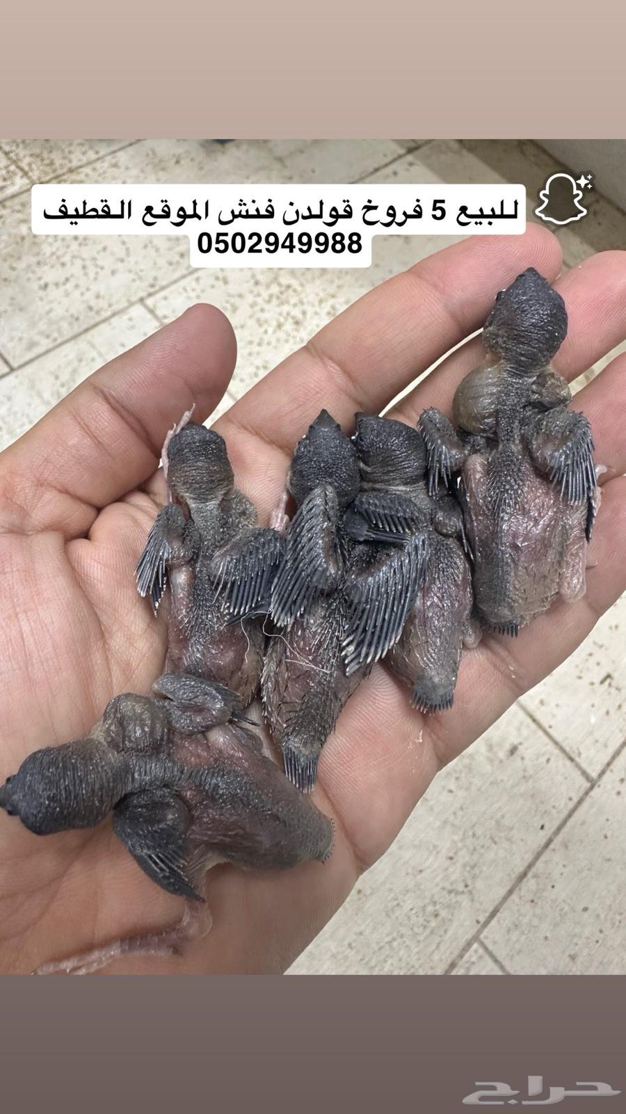 قولدن فنش64396477955201110