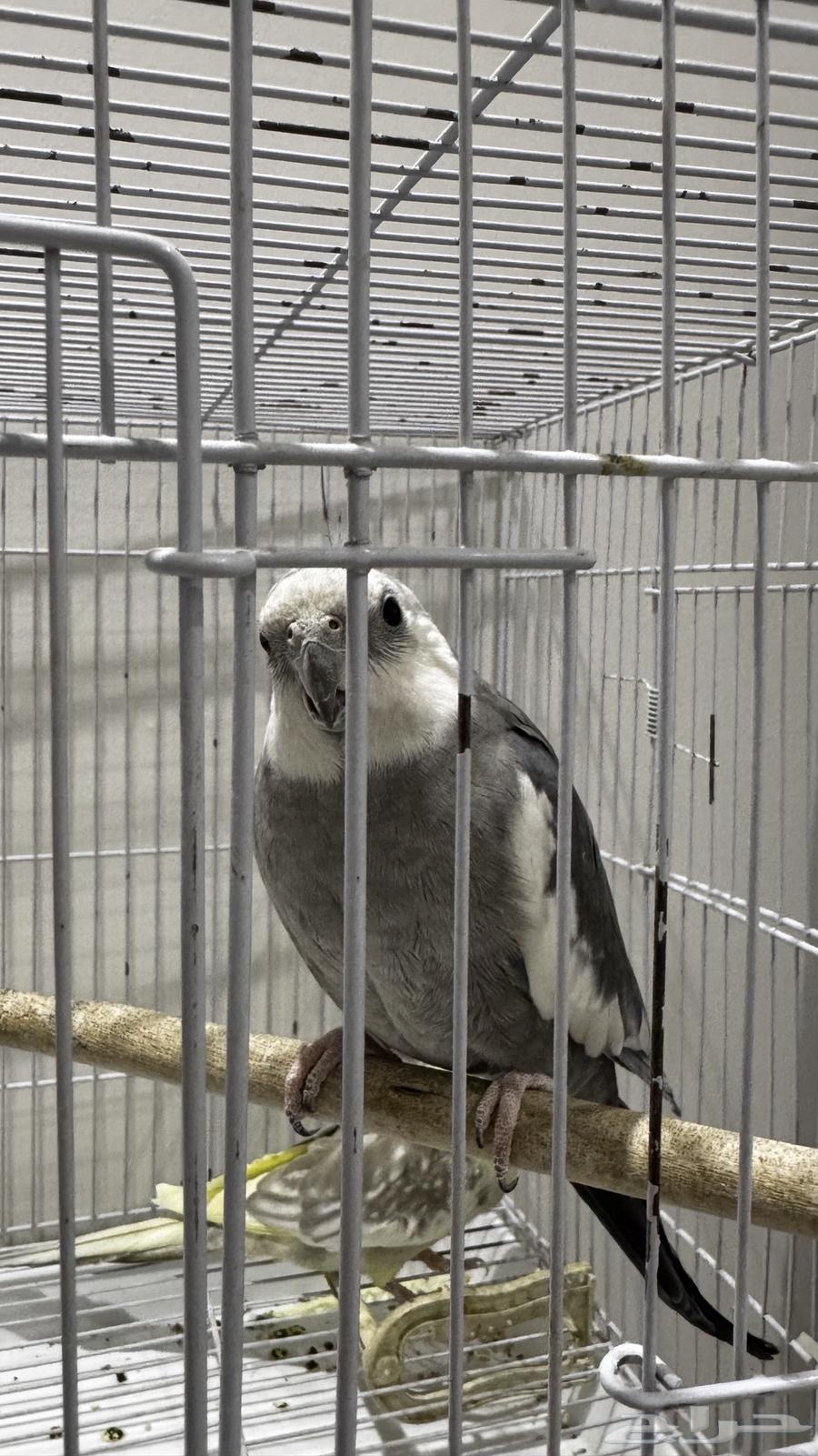 جوزين كروان منتجين شرط64400661012483112