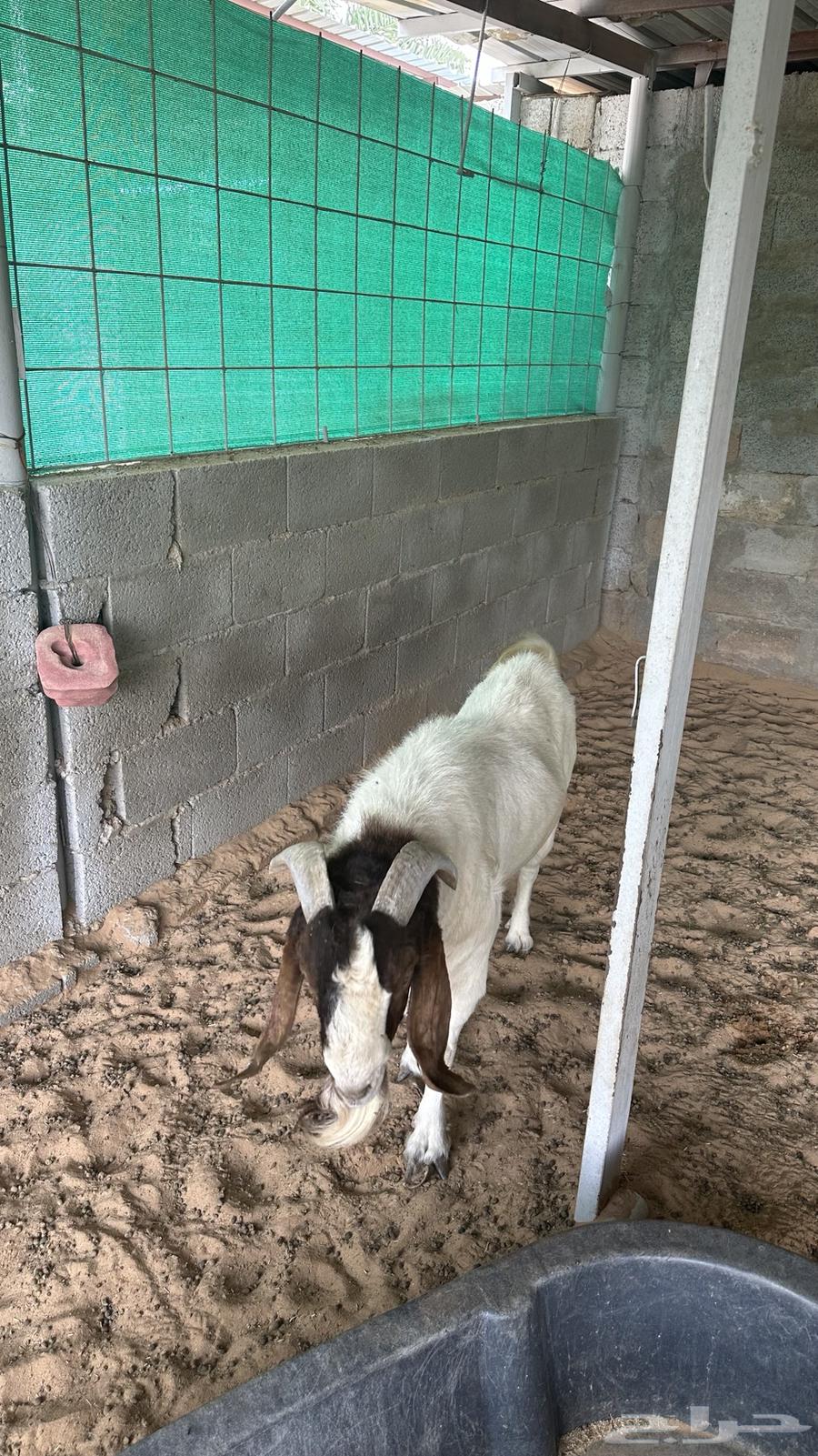 للبيع تيس بارقوت واربع عنق بلديات64400827684225111