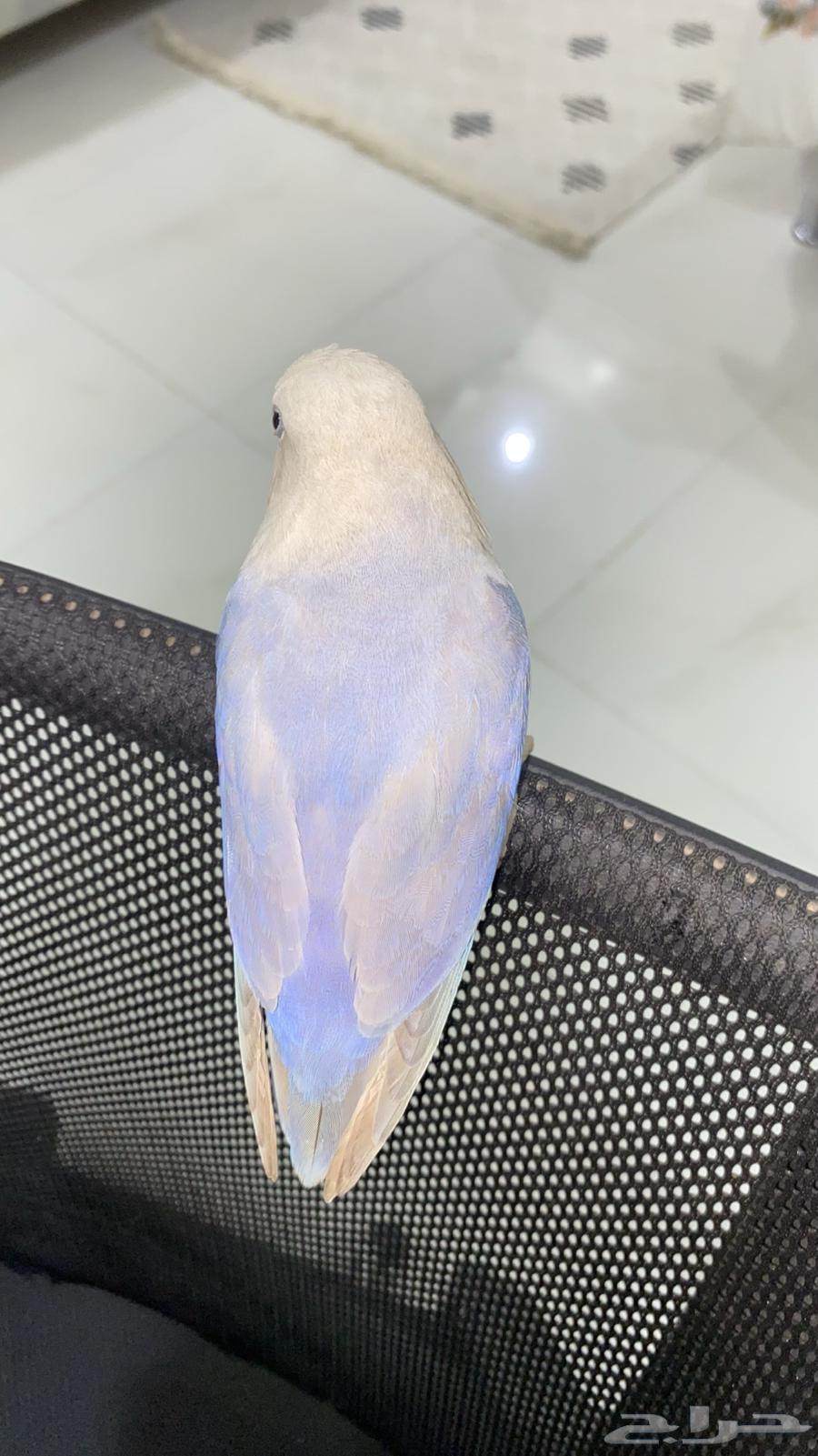 للبيع روز انثى64387299669890114