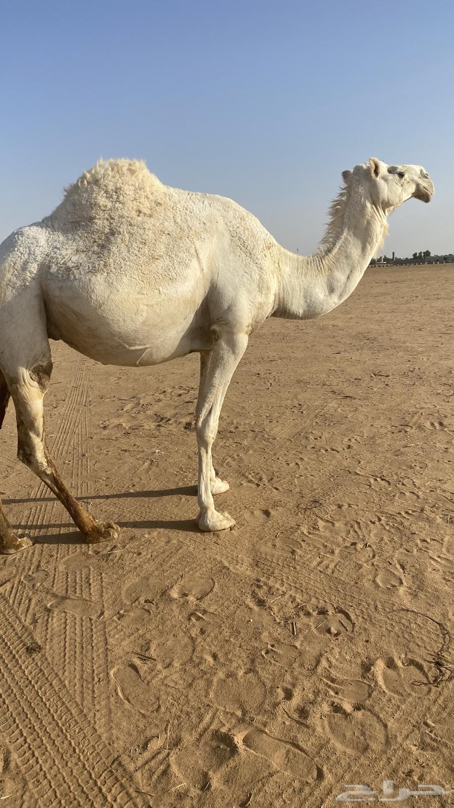 Al-Qa7a and Dhuhr nearby64400342129922110