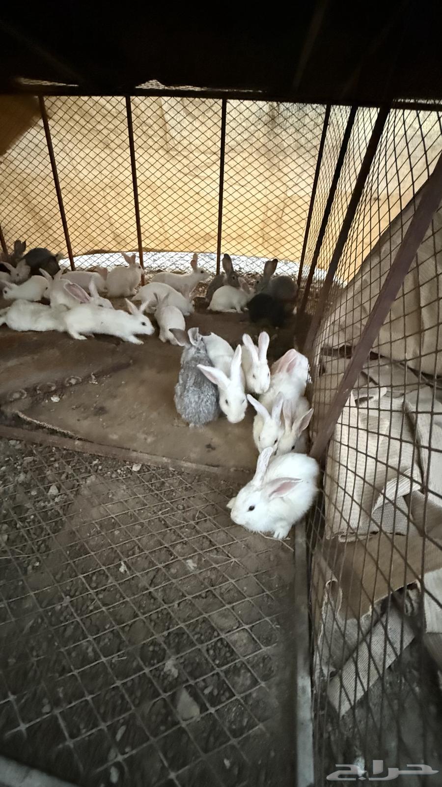 ارانب64398214919938110