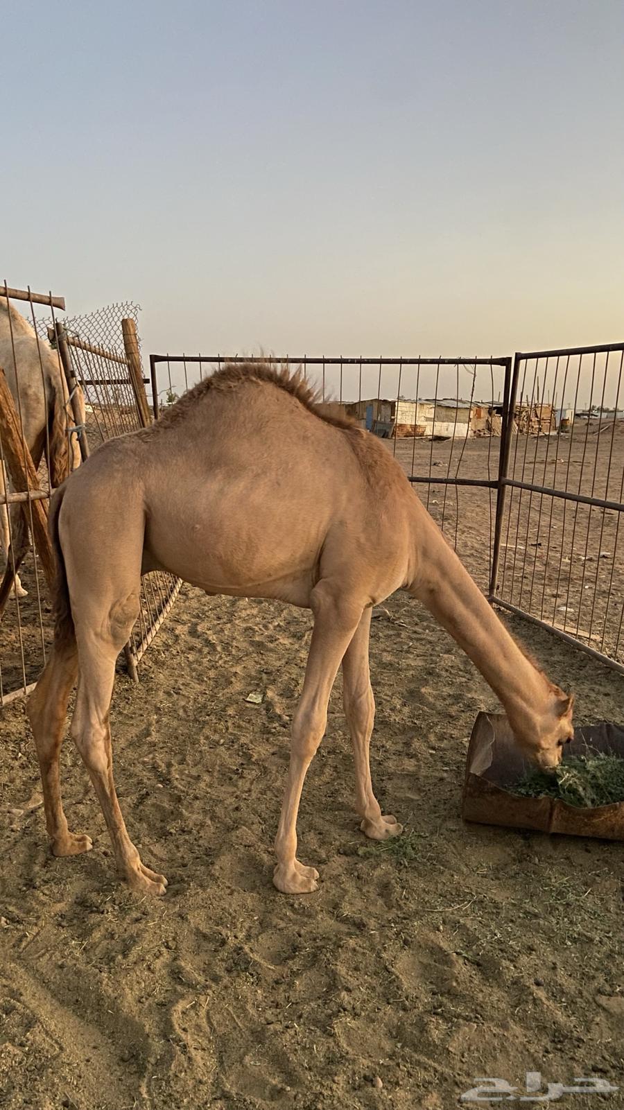 قعود للبيع64396421499011110