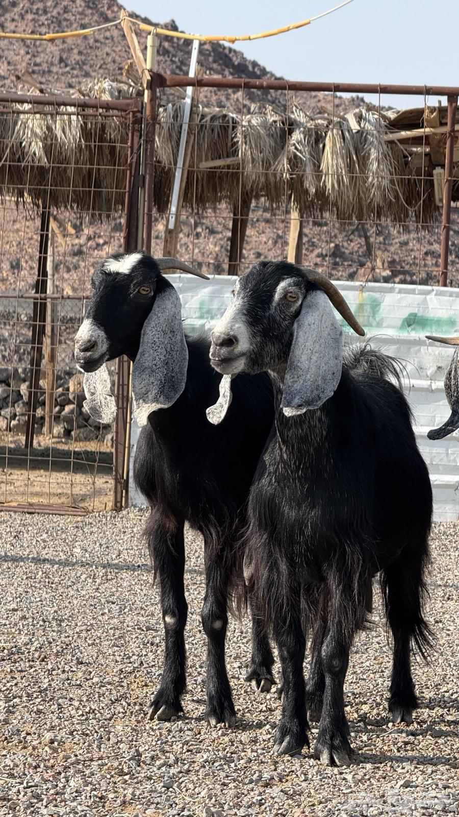 معزا عواض صنف64397214227971114