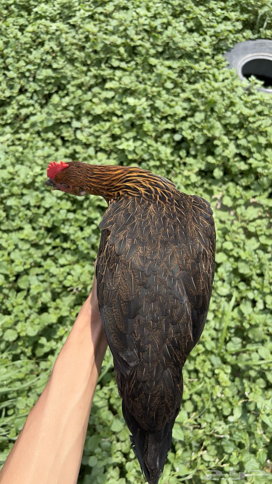 دجاج عربي فري فاخر64397214244097114