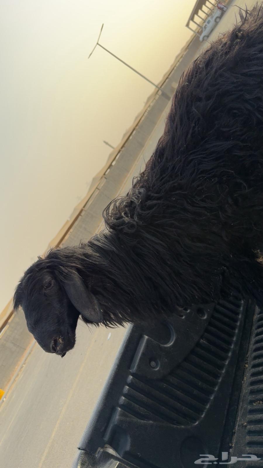 طلي عربي للبيع64400356494081110