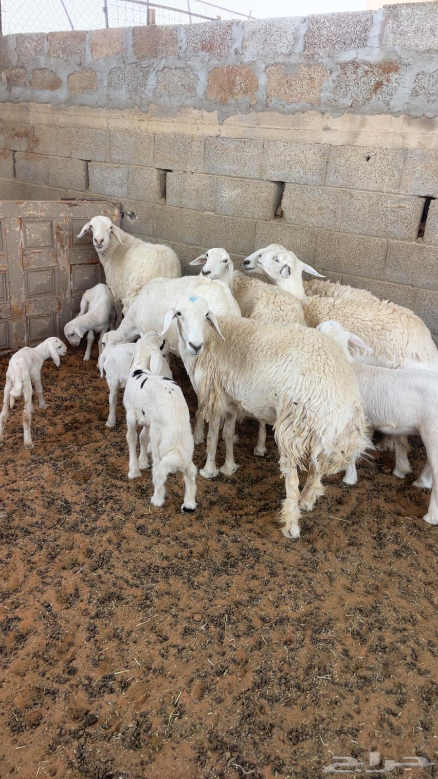 Sheep Khulafat Type64399926384513110