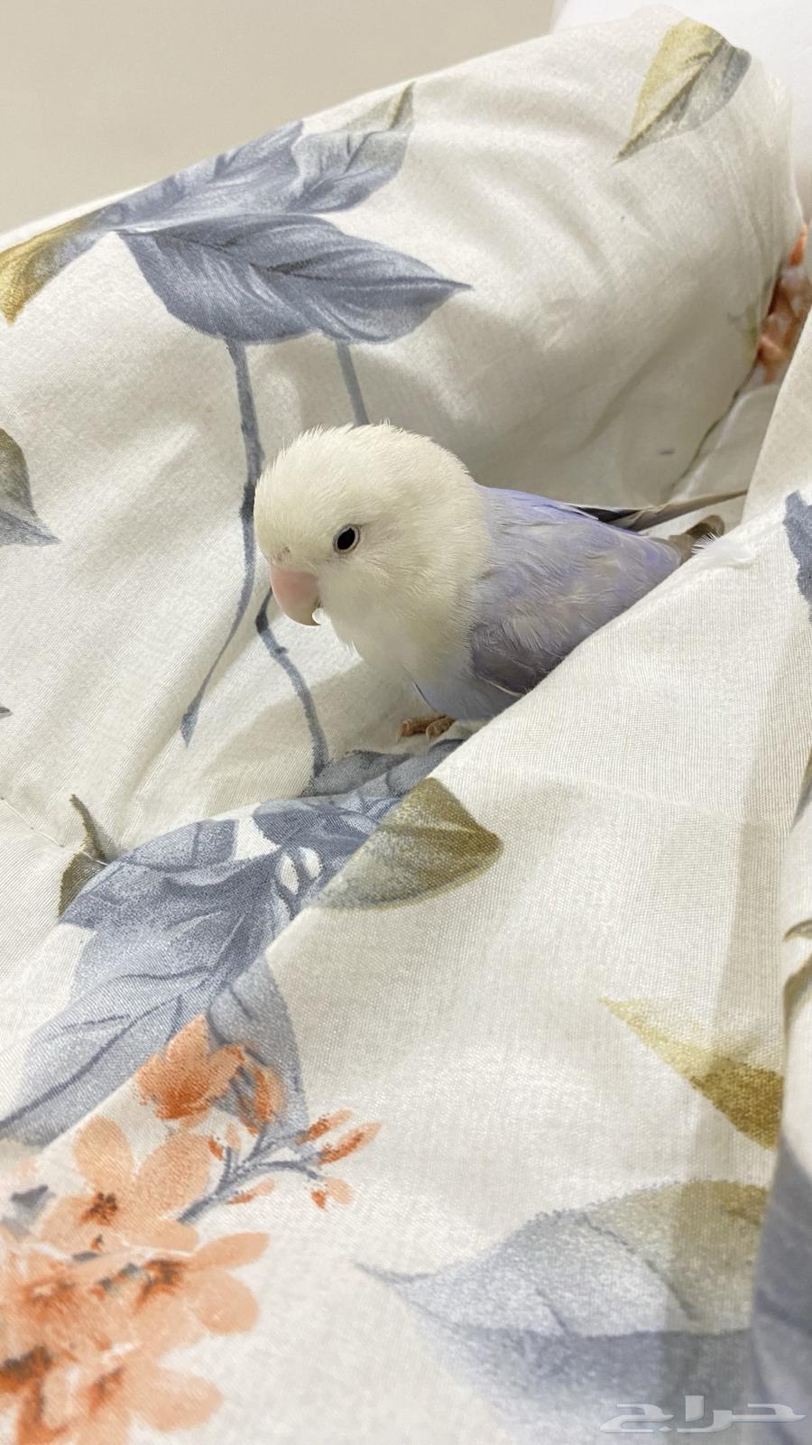 للبيع روز انثى64387299669890110