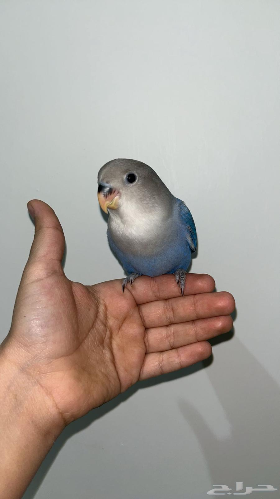 Internal and external threat bird rose end of the day64394317345795110