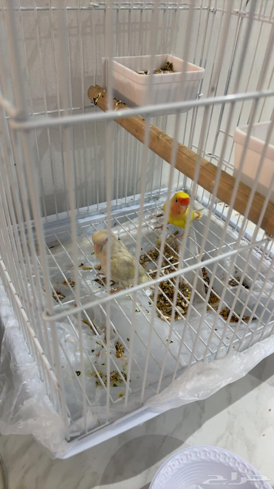 بغبغاء روز64397478576514110