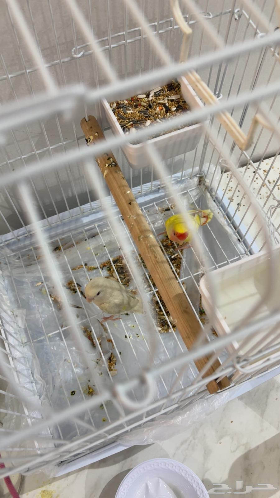 بغبغاء روز64397478576514111