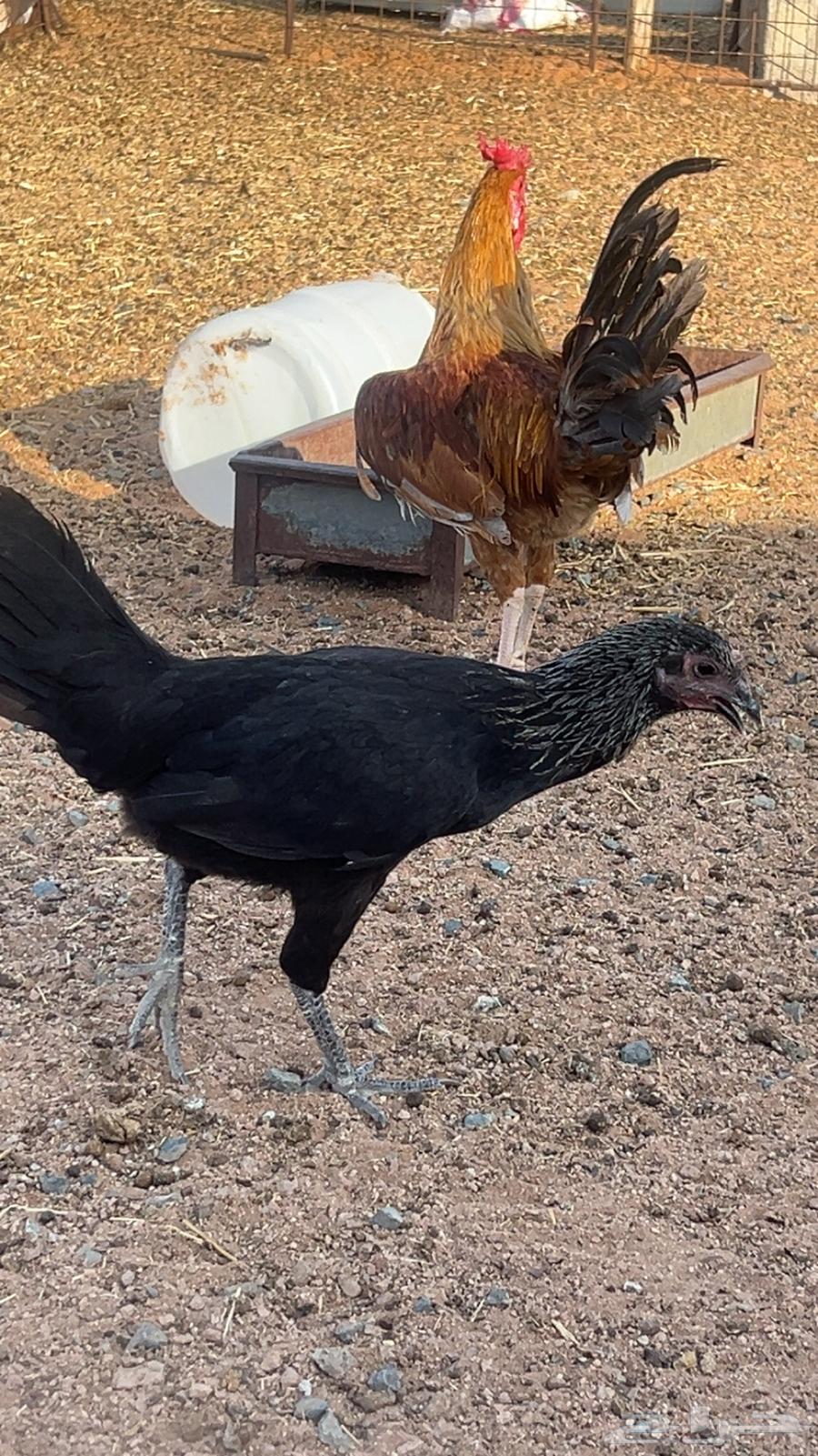 لللبيع ديك بلدي ابو التاج64400646955395113