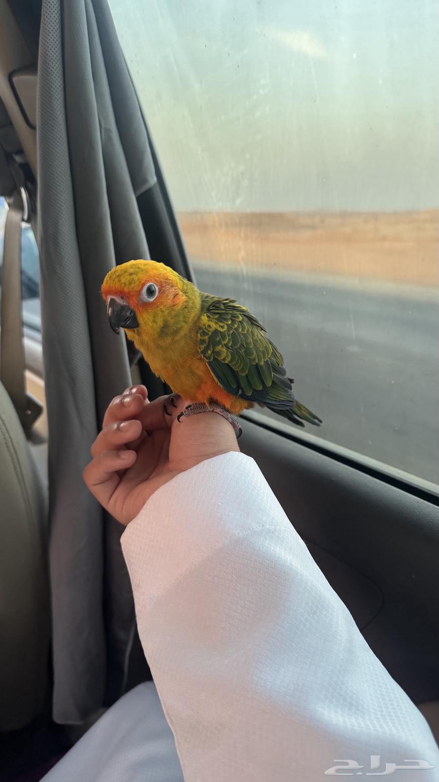 صن كنيور فرخ تم البيع64397631312642111