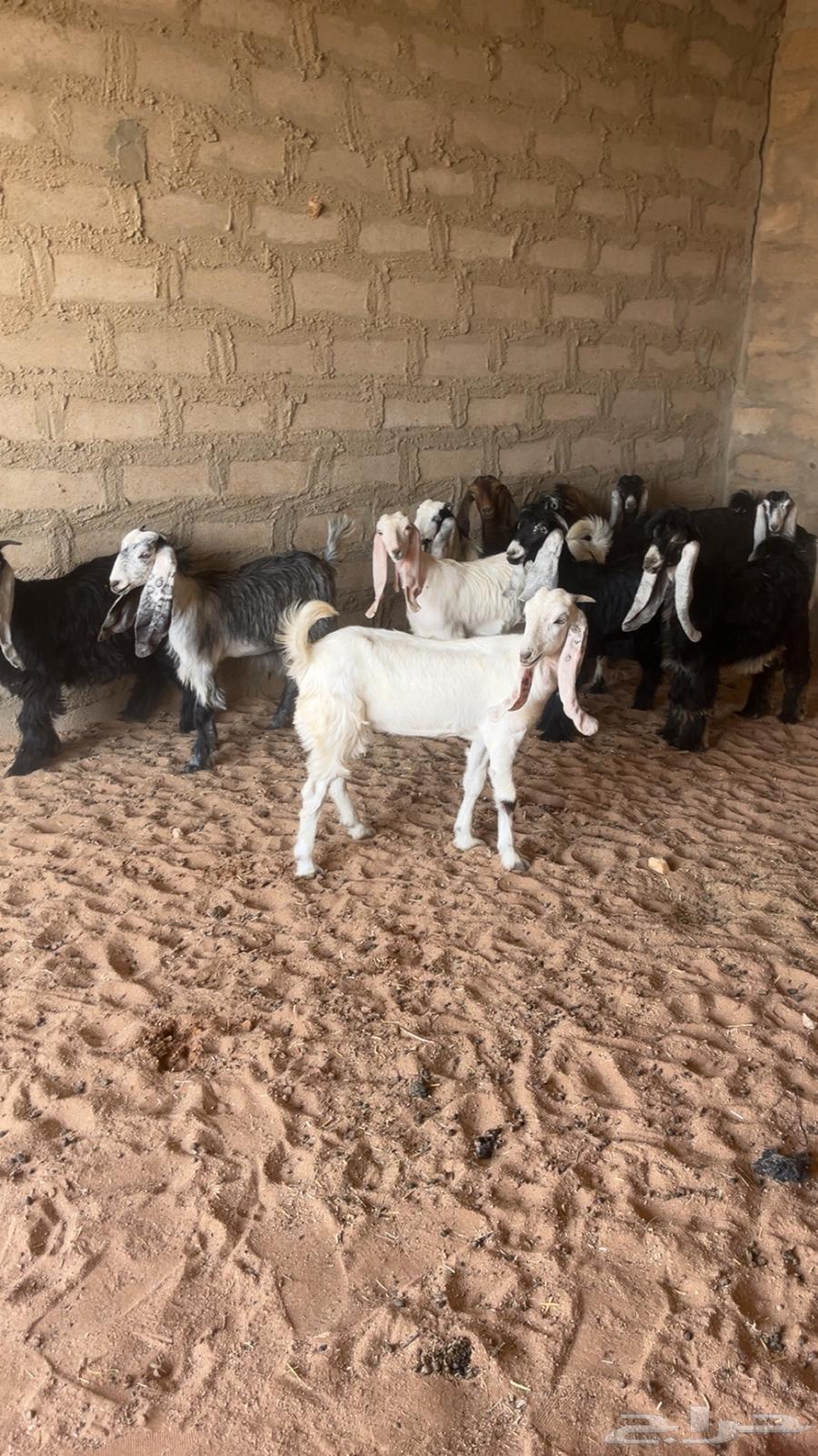 للبيع تيوس64400674895105112