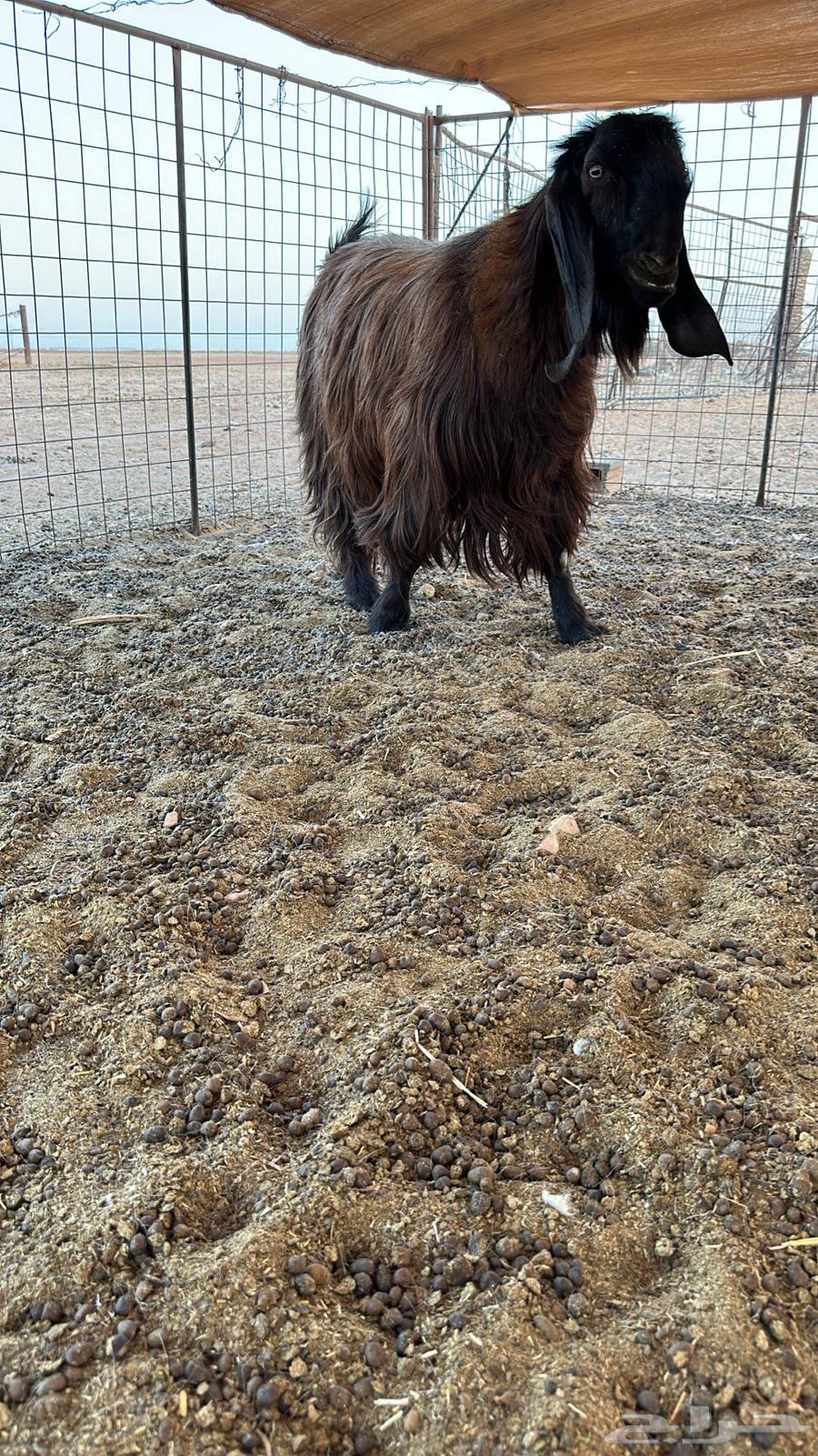 للبيع تيس قبرصي64400480418691110