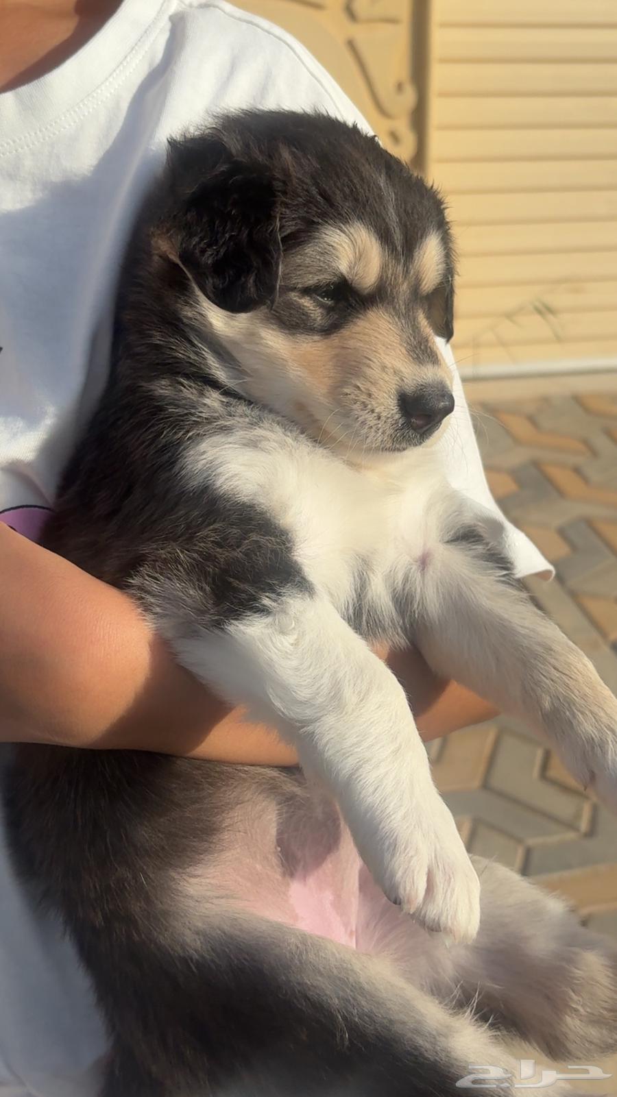 جراوي للبيع بمبلغ رمزي   فرصة لكل من يبحث عن صديق وفي64395352025473111